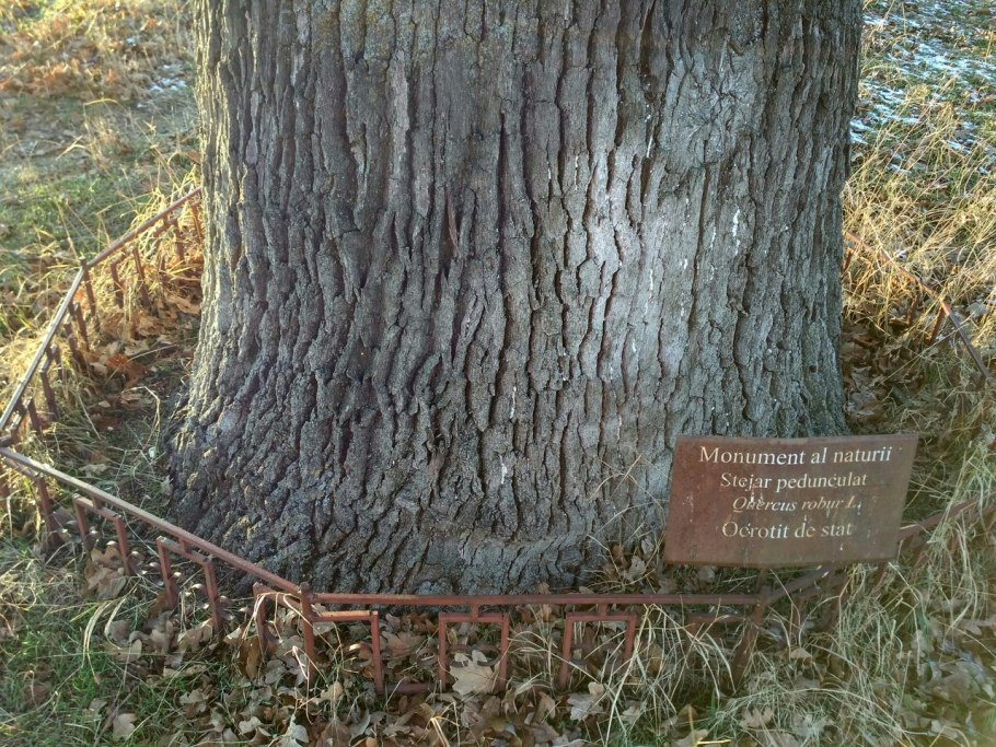 Столетний дуб станица Вешенская