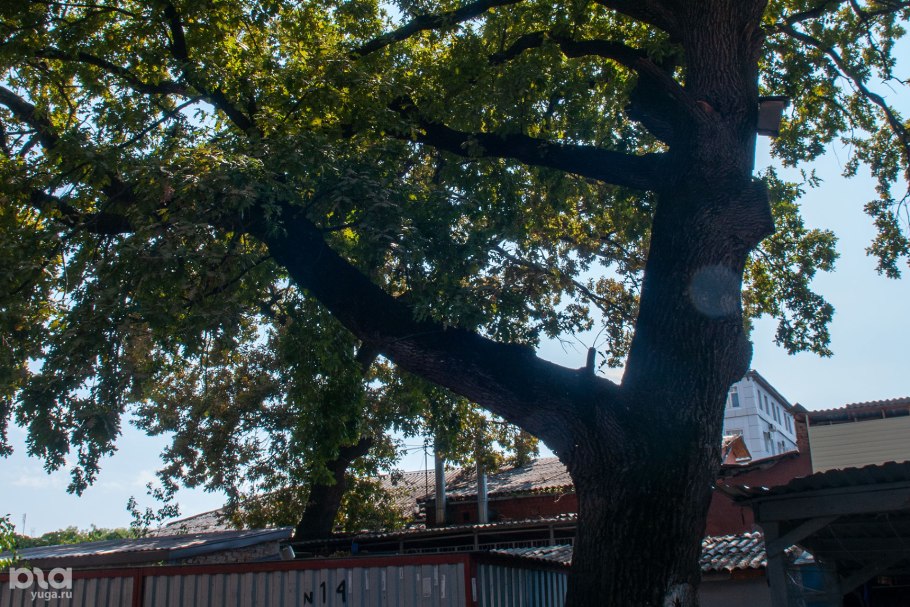 Парк горького краснодар дуб