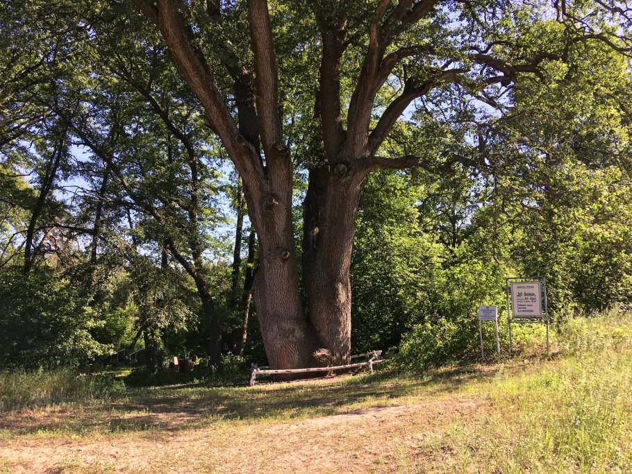 Столетний дуб Вешенская