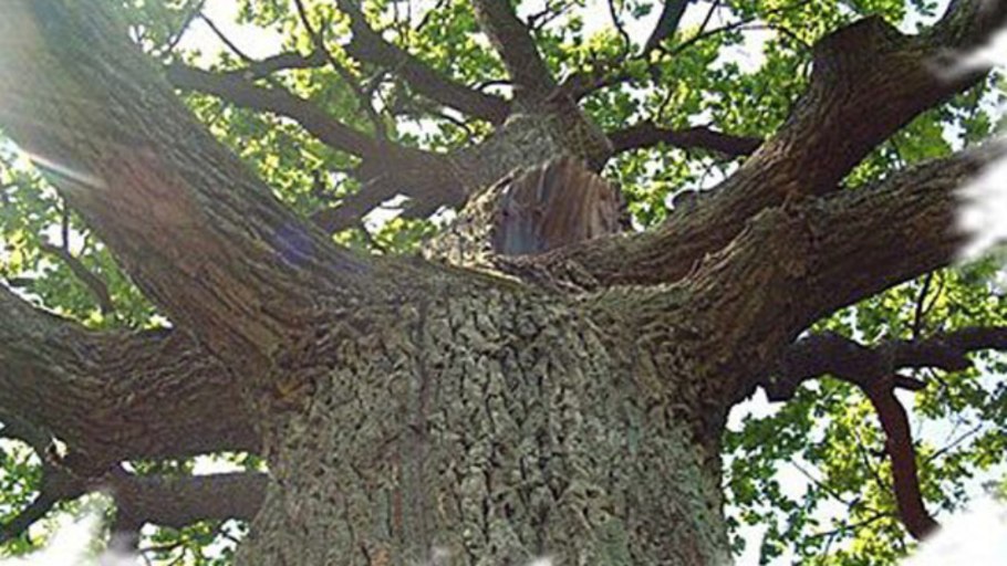 Дуб богатырь тавриды