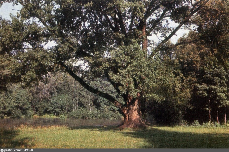 Дуб долгожитель белгородская область дубовое