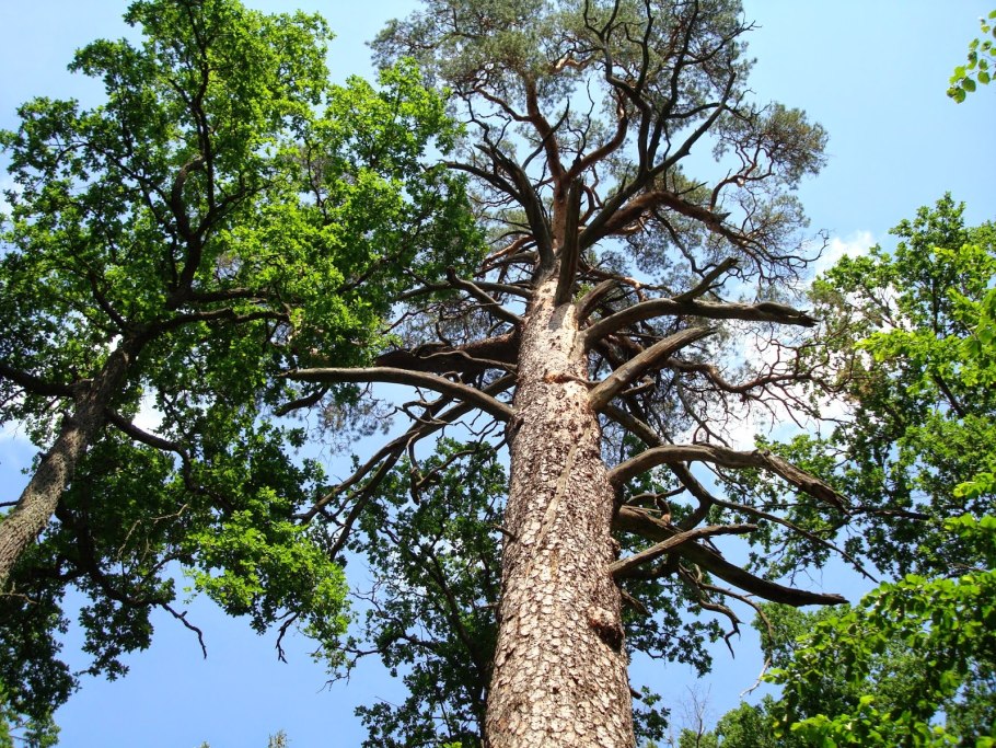 Беловежская пуща сосна великан