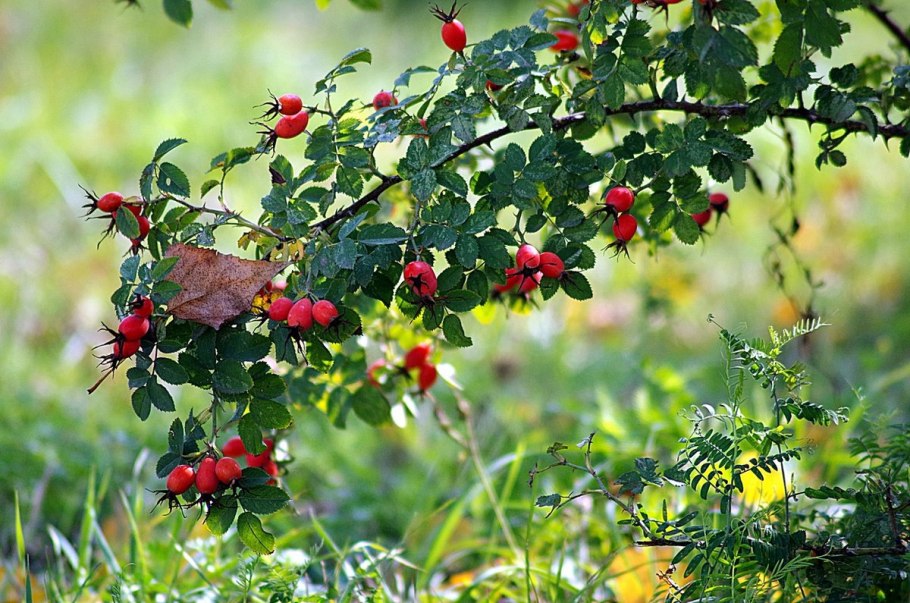 Роза морщинистая Rosa rugosa