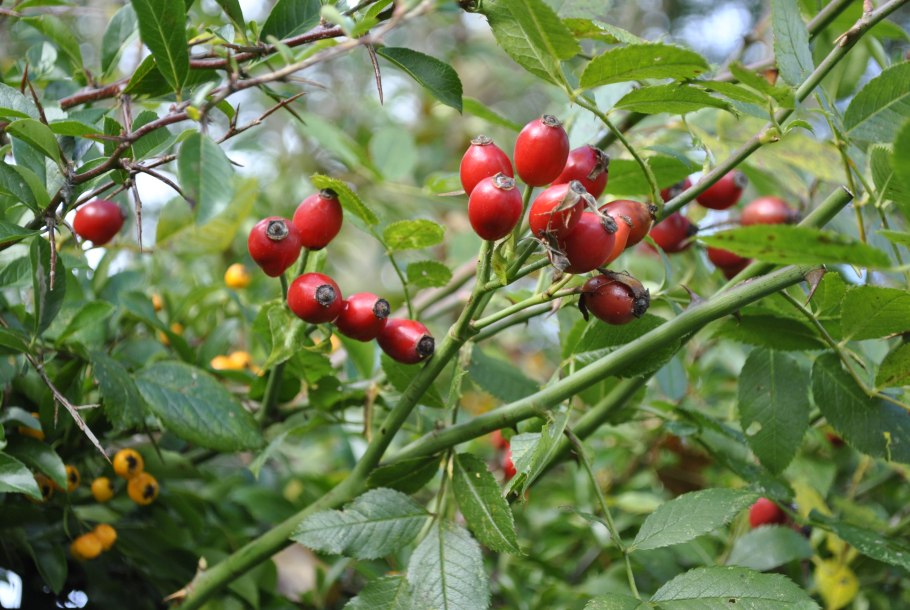 Шиповник Сибирский