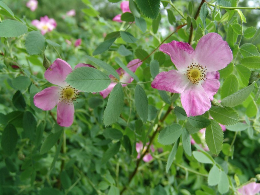 Шиповник багряный