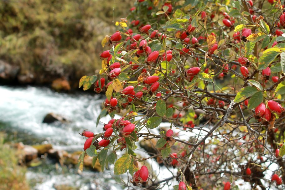 Наъматак (шиповник)