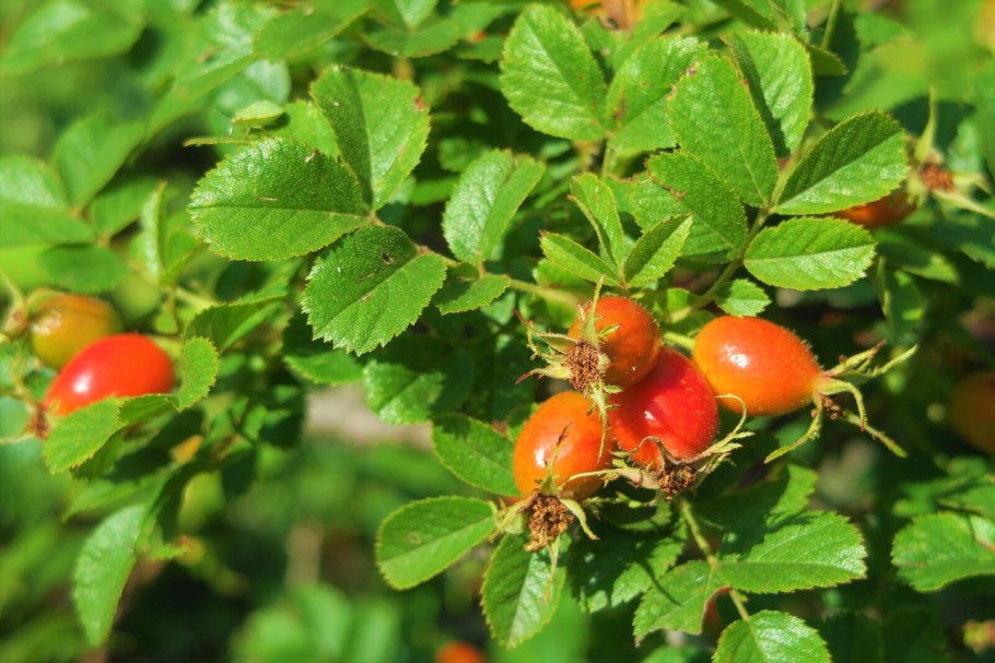 Шиповник Барбарис боярышник