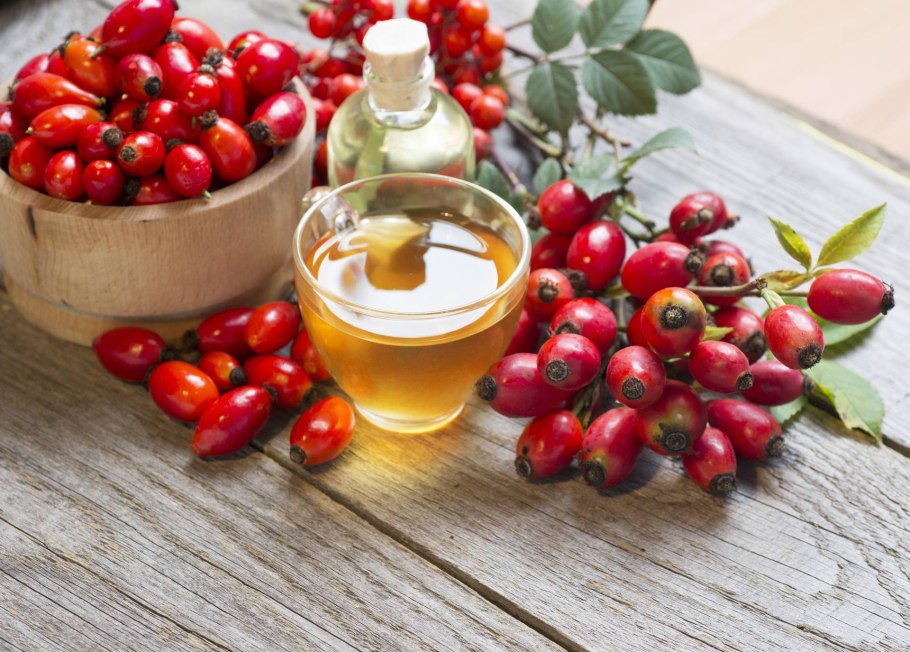 Дикий шиповник кустарник