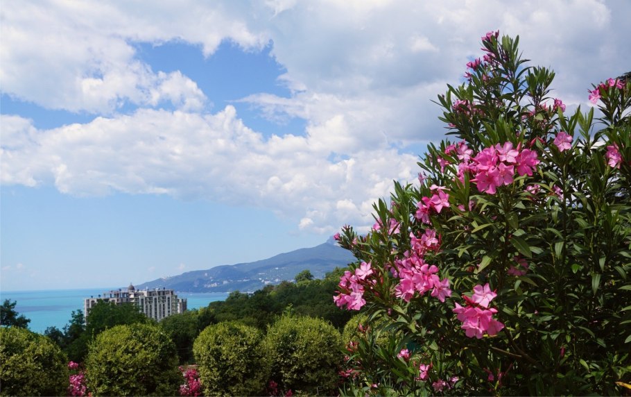 Олеандр Крымский