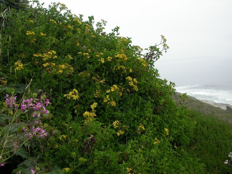 Senecio angulatus