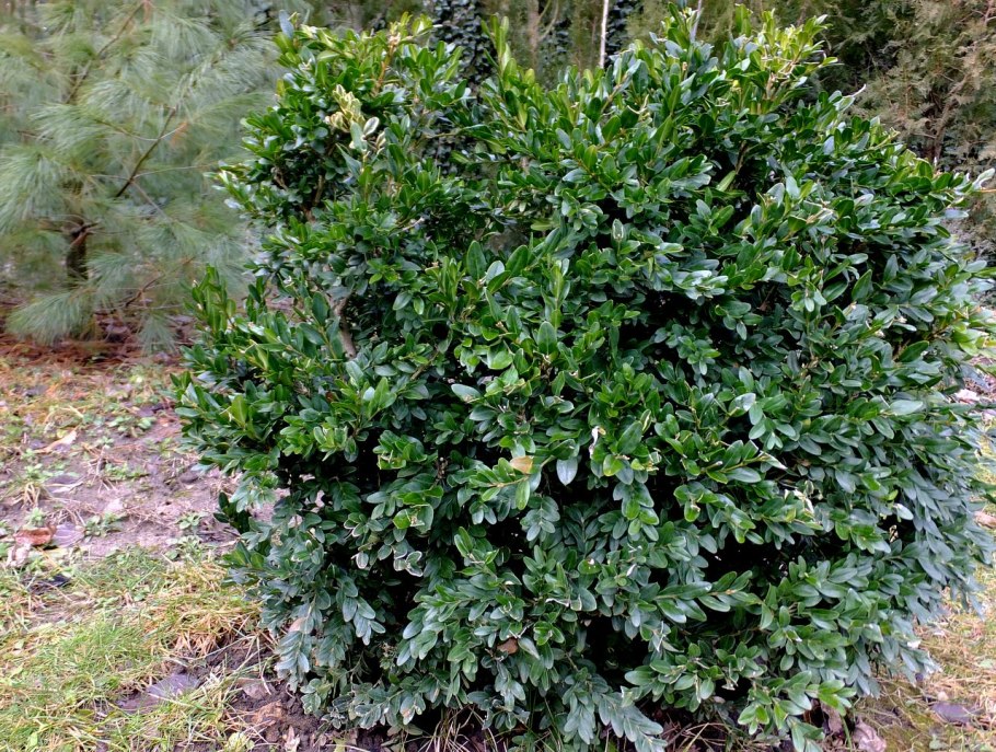 Самшит Buxus sempervirens elegantissima