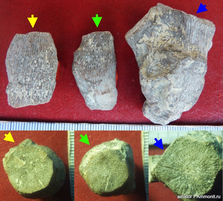 Psilophyton princeps