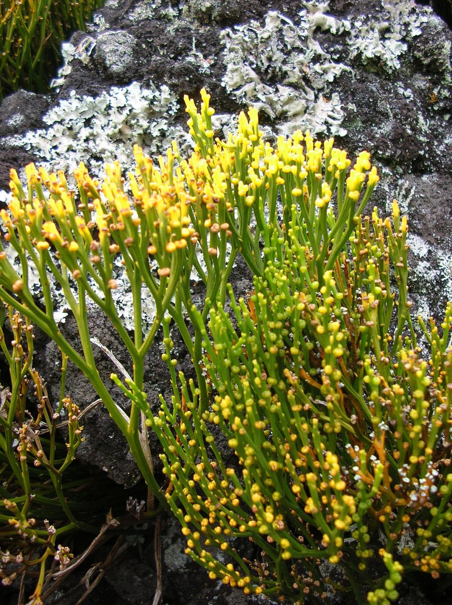 Psilotum nudum
