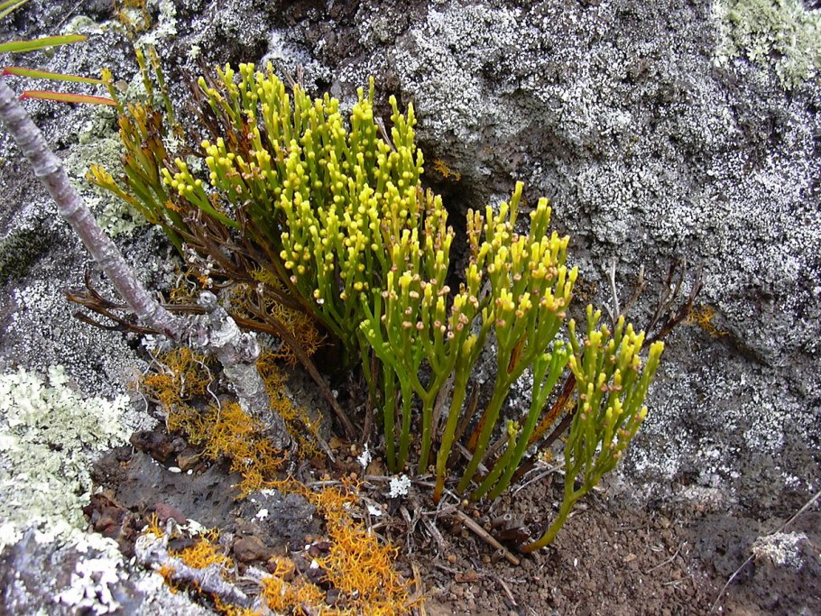 Psilotum triquetrum