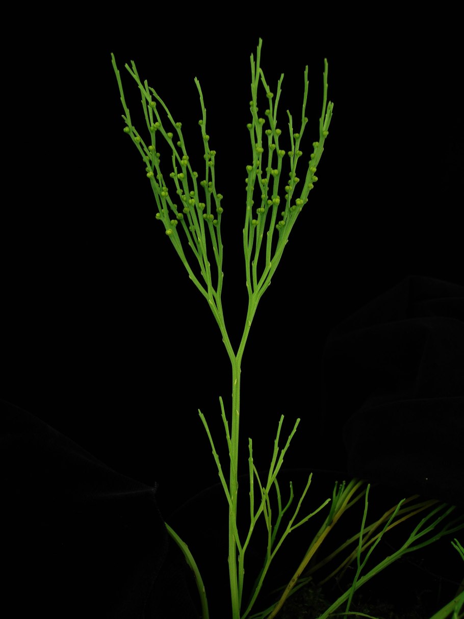Psilotum nudum