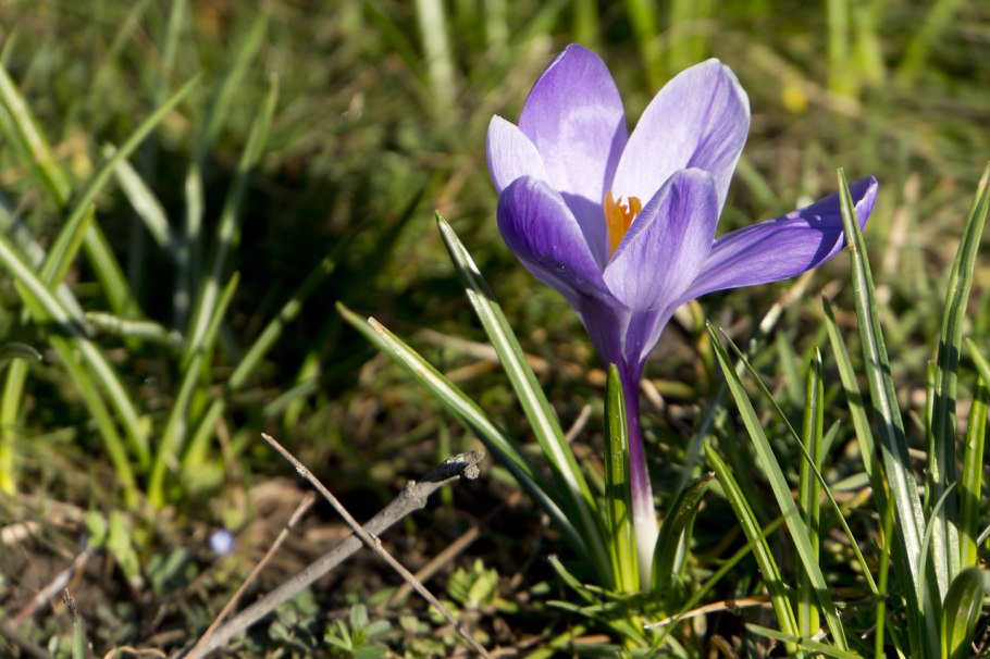 Крокус Шафран