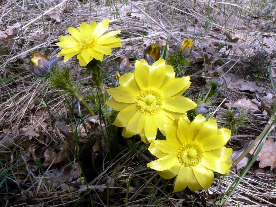 Горицвет весенний (Adonis vernalis)