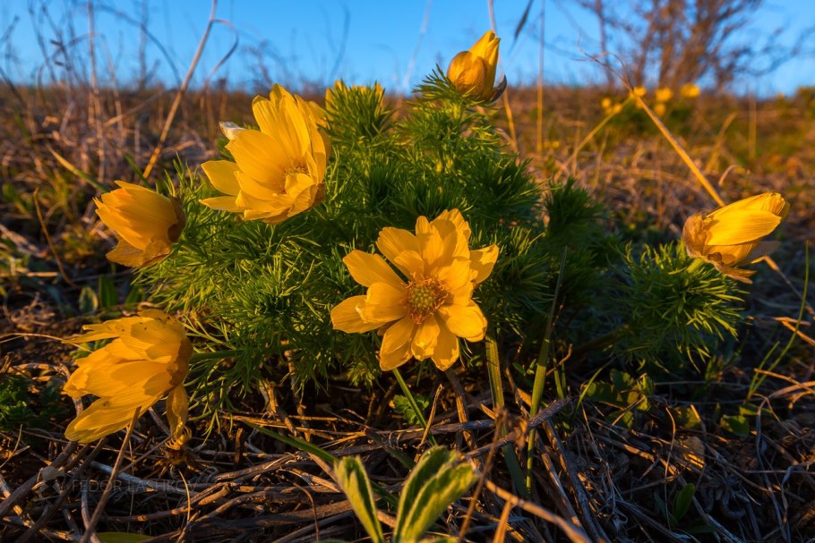 Горицвет весенний (Adonis vernalis)