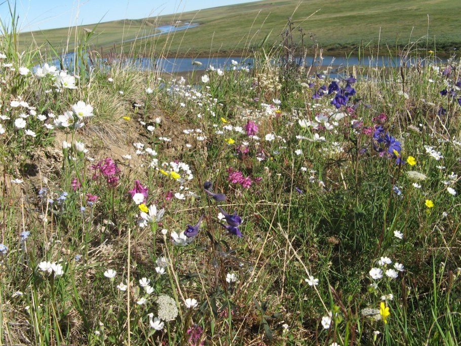 Остров Врангеля Флора