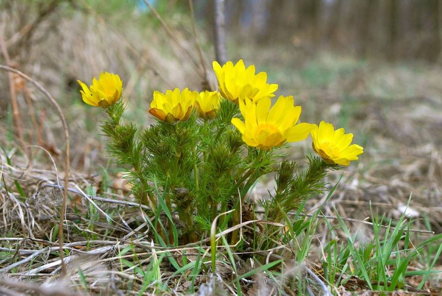 Адонис весенний (Adonis vernalis)