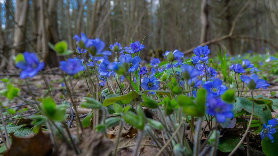 Печеночница в Брянске