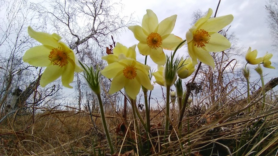Цингерия Биберштейна