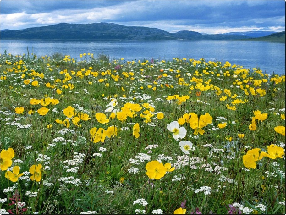 Подмаренник Луговой