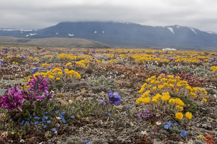 Степные медоносные травы Крыма