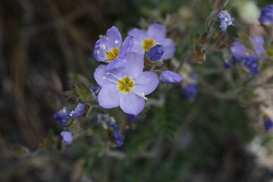 Лапчатка прямостоячая Potentilla erecta