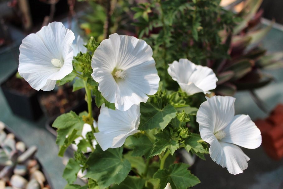 Лаватера чаровница