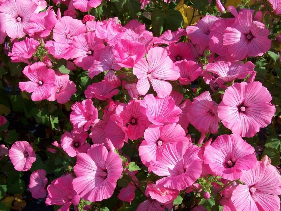 Лаватера многолетняя белая