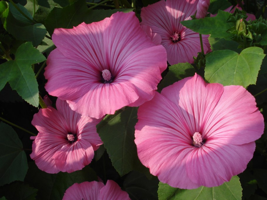 Лаватера Садовая роза