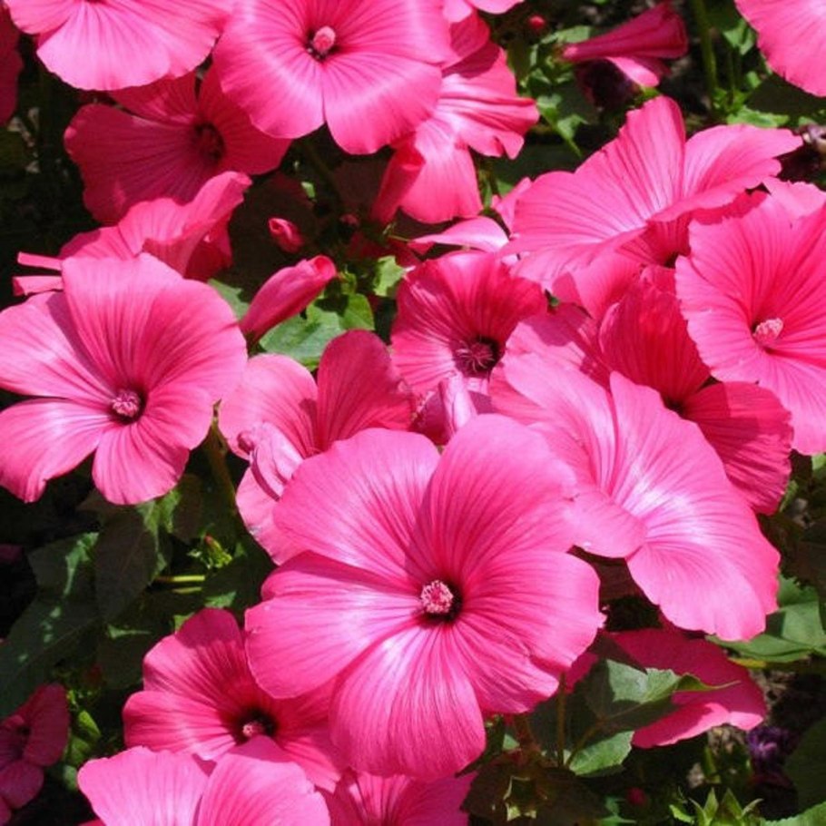 Мальва цветок однолетнее