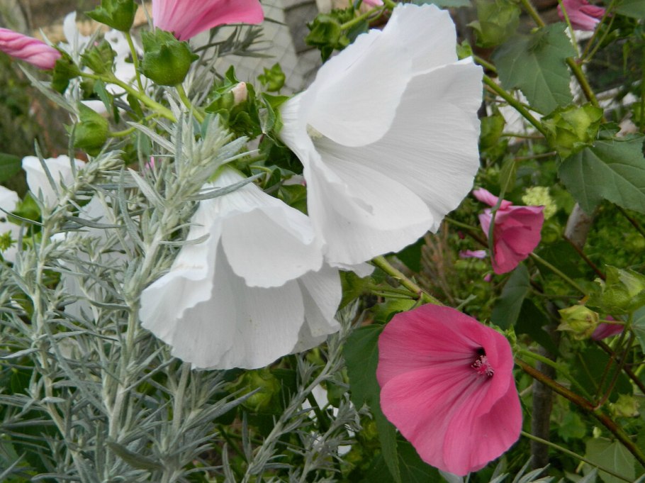 Мальва лаватера