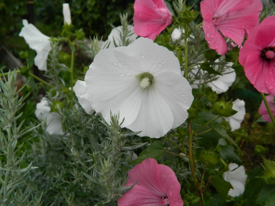 Лаватера монт Розе