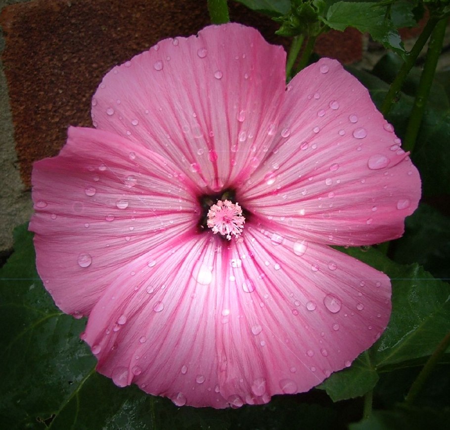 Лаватера хатьма