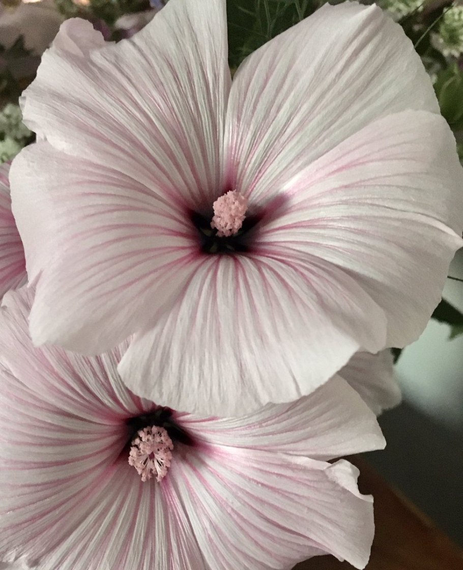 Лаватера тюрингенская белая