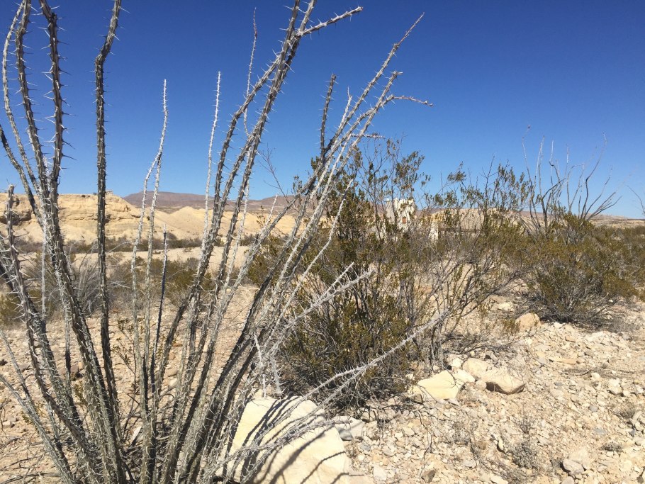 Desert Plants PNG