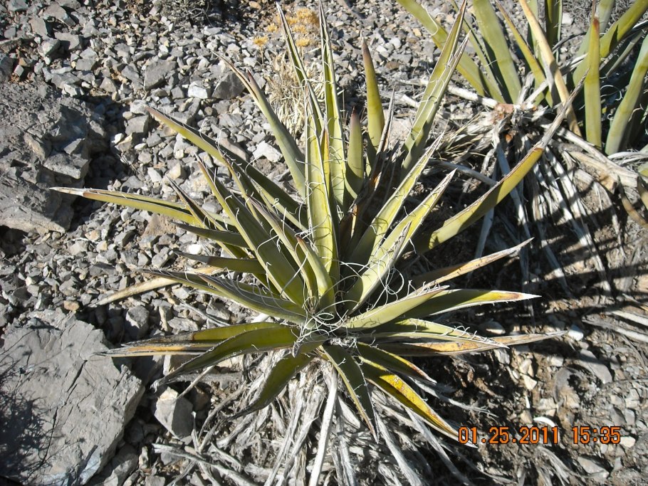 Саксаул растение пустыни