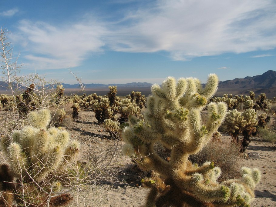 Саксаул, джузгун, эфедра