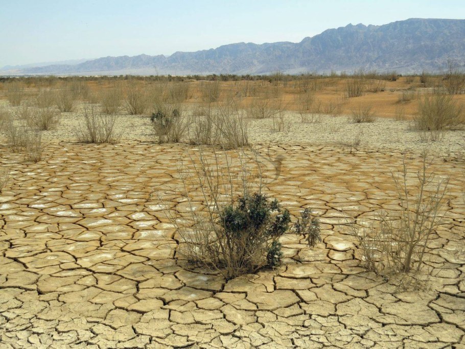 Саксаул растение пустыни