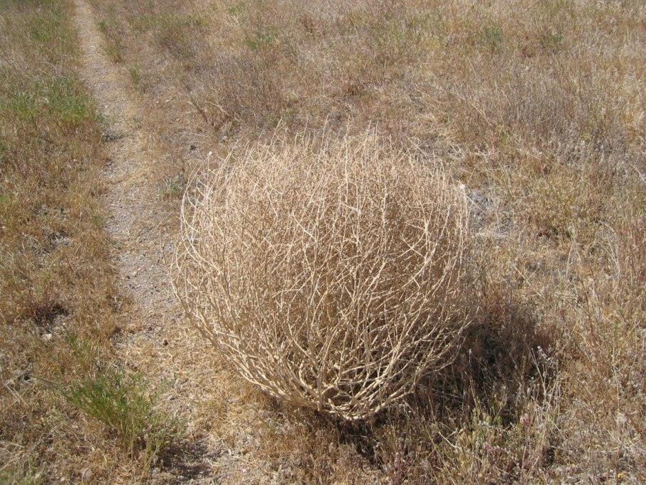 Средняя субарктическая тундра