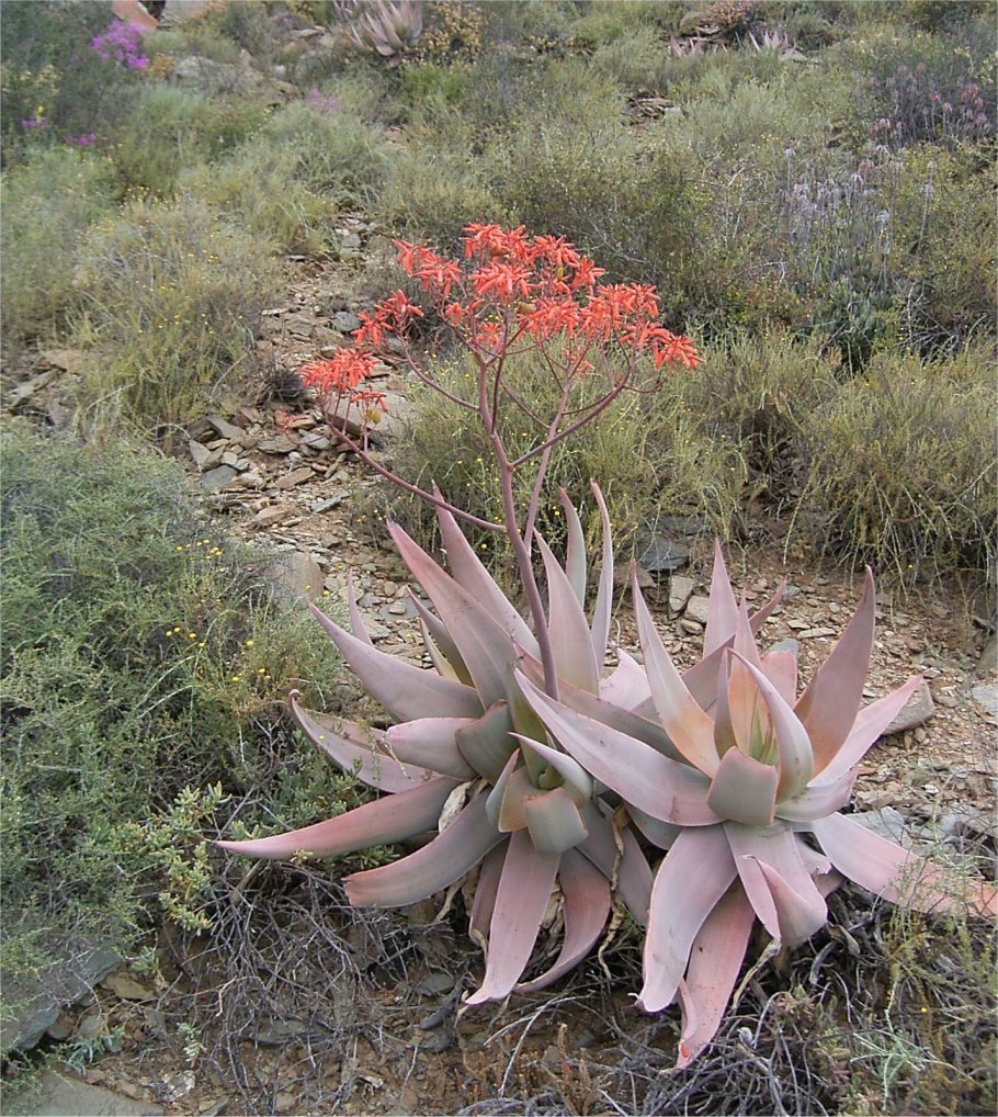 Флора пустыни Атакама