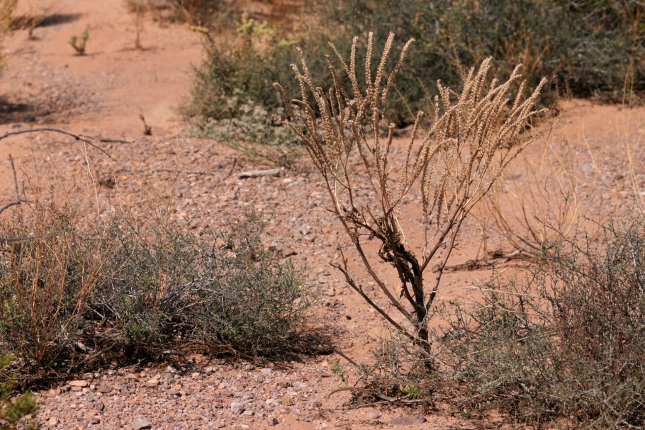 Растительный мир пустыни Атакама