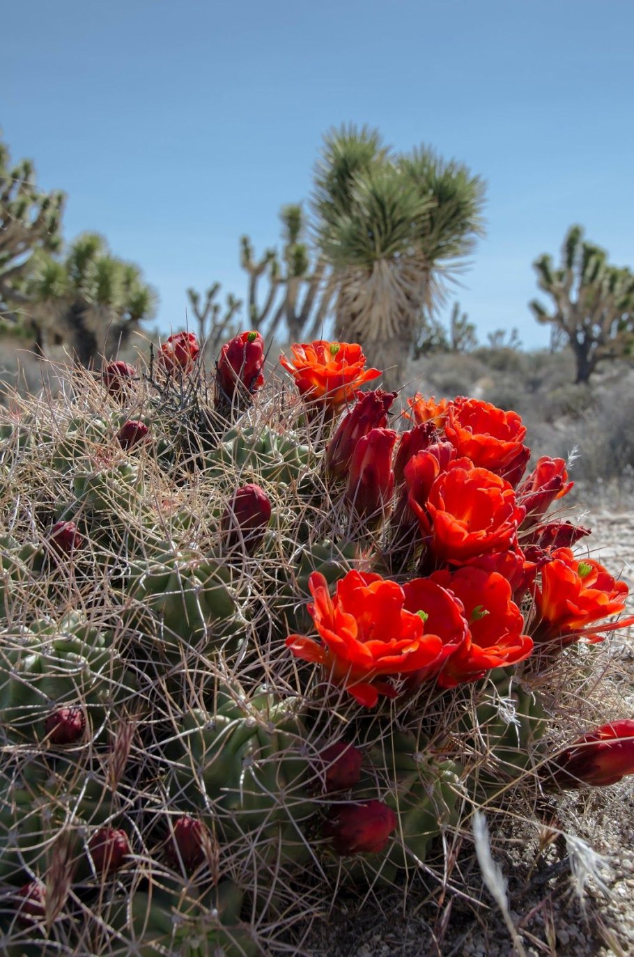 Echinopsis atacamensis
