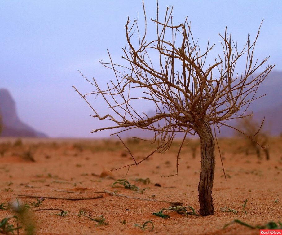 Полупустыни Южной Америки