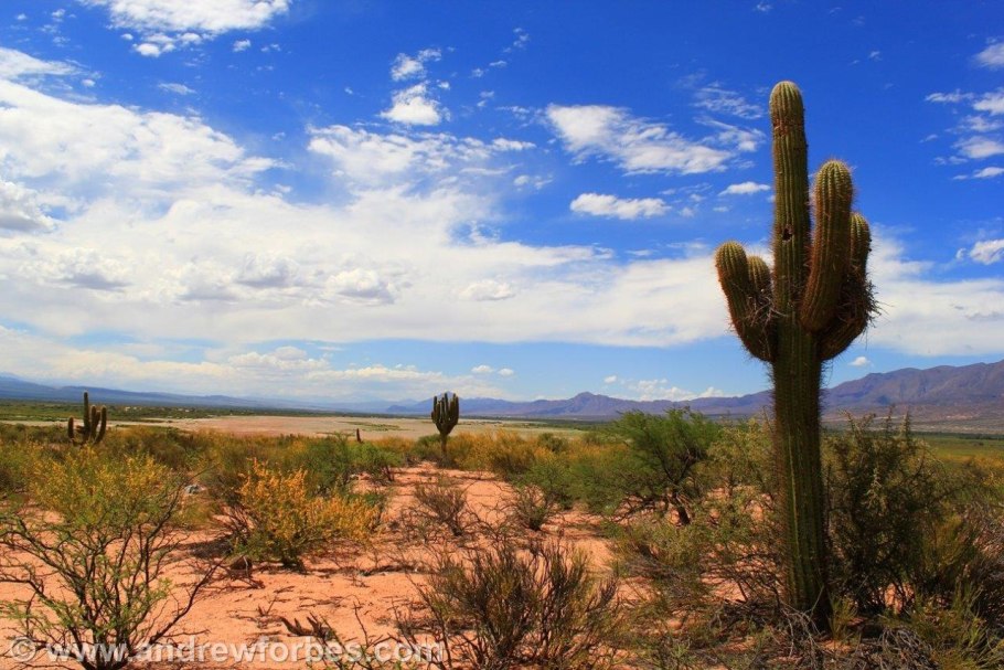 Северная Америка кактусы Аризона