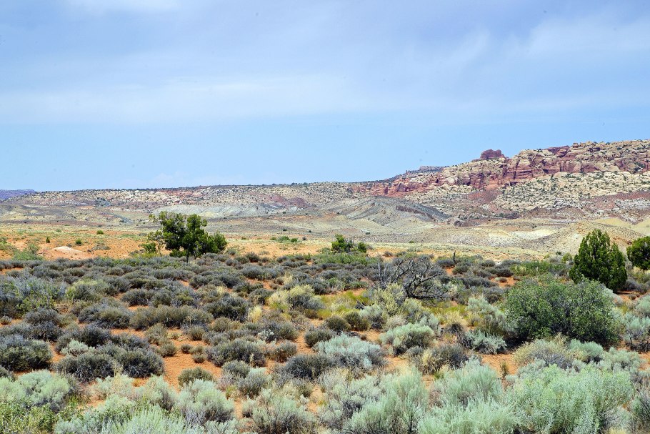 Растительность пампы в Южной Америке