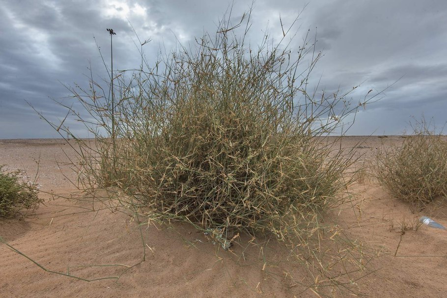 Cheiridopsis pillansii