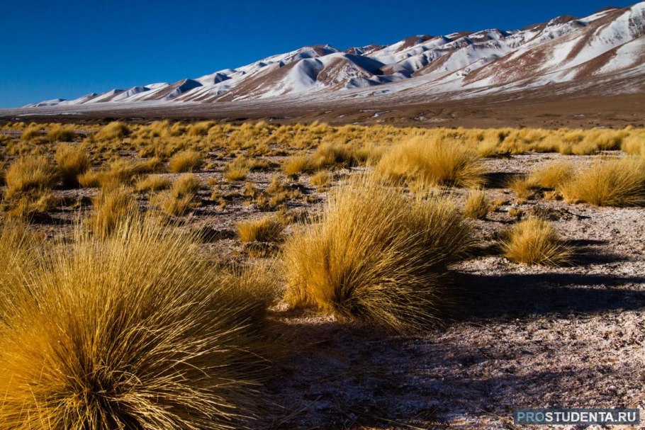 Полупустыни и пустыни умеренного пояса Евразии